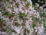 Weeping Snow Mountain Cherry Blossom tree in bloom
